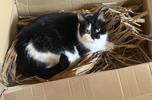 Kot w kartonie z tekturową wiórką.